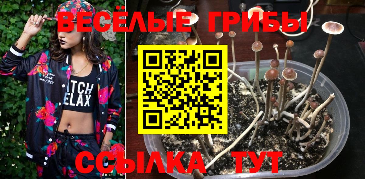 Псилоцибиновые грибы GOLDEN TEACHER Кандалакша